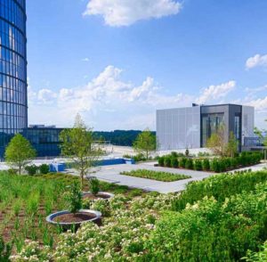 Capital 1 Green Roof